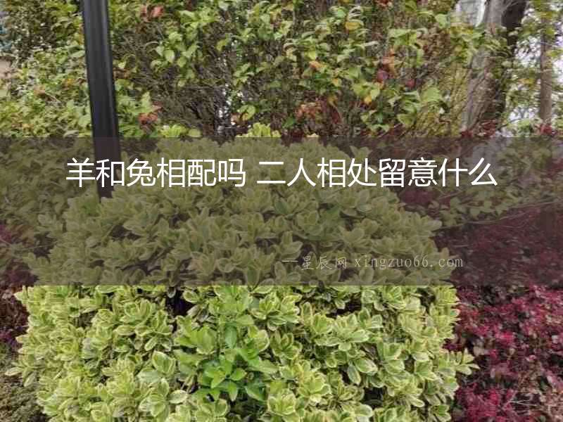 羊和兔相配嗎 二人相處留意什么