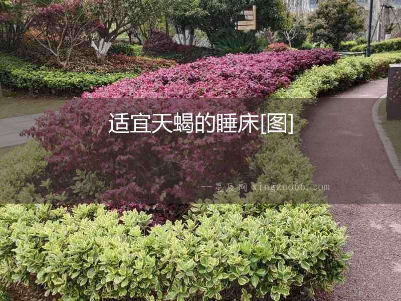 適宜天蝎的睡床[圖]