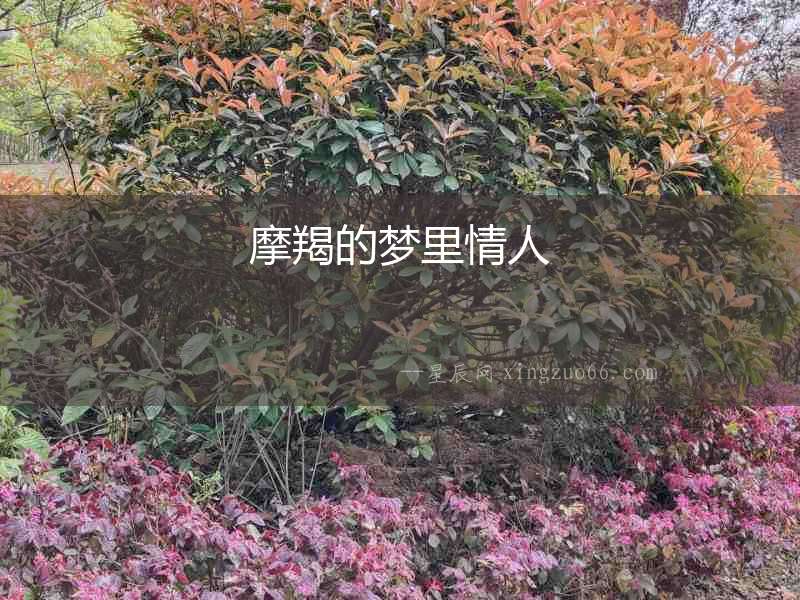 摩羯的夢里情人