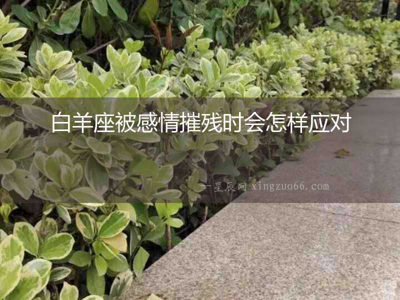 白羊座被感情摧殘時會怎樣應對