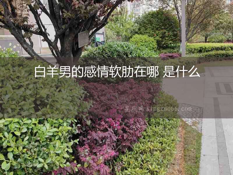 白羊男的感情軟肋在哪 是什么