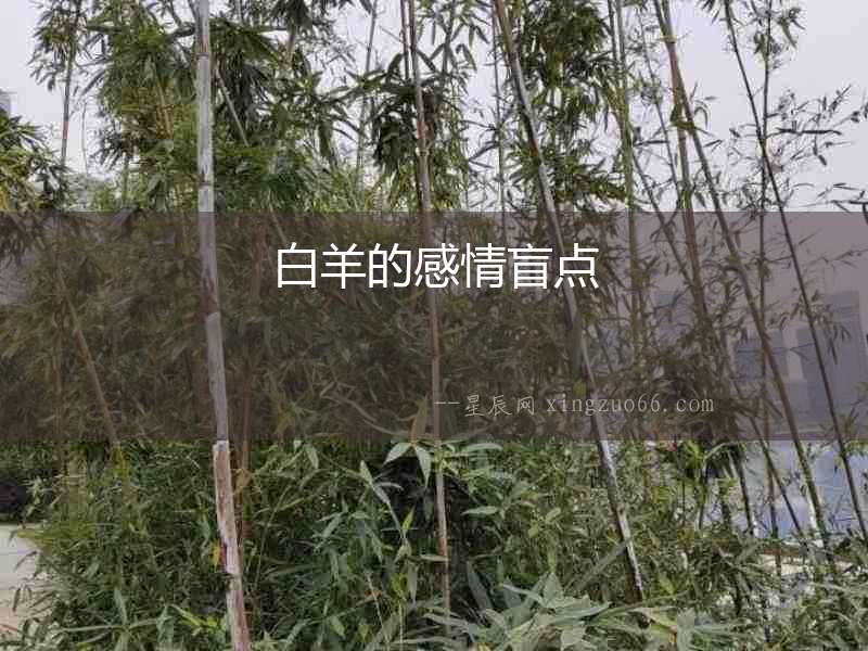 白羊的感情盲點