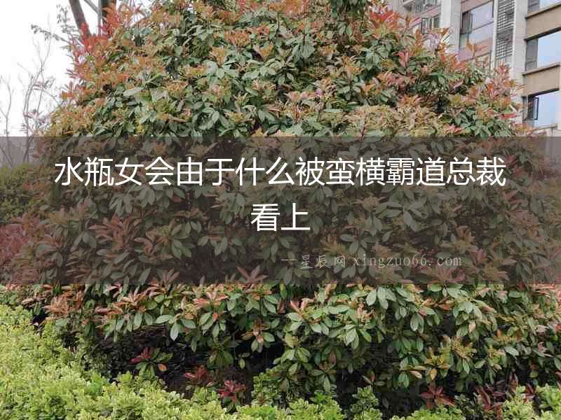 水瓶女會由于什么被蠻橫霸道總裁看上