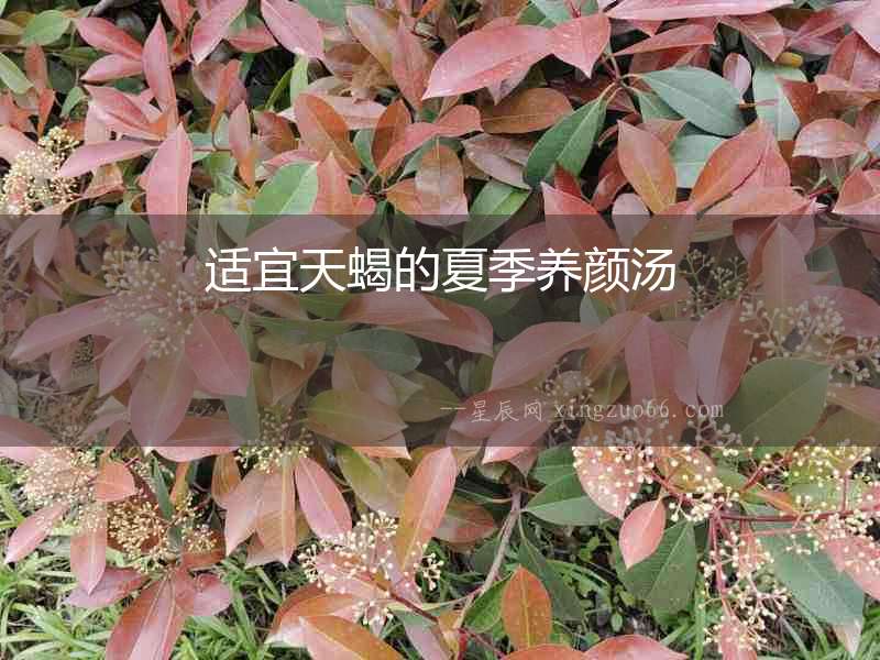 適宜天蝎的夏季養顏湯