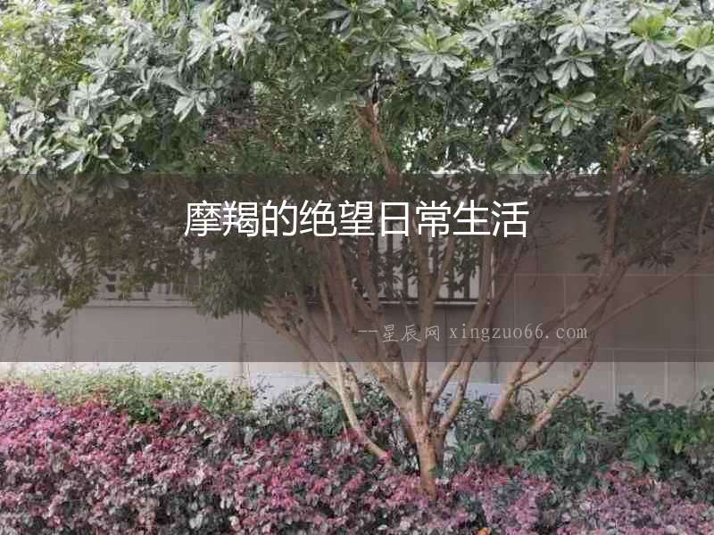摩羯的絕望日常生活