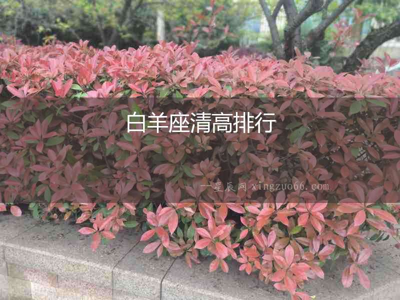 白羊座清高排行
