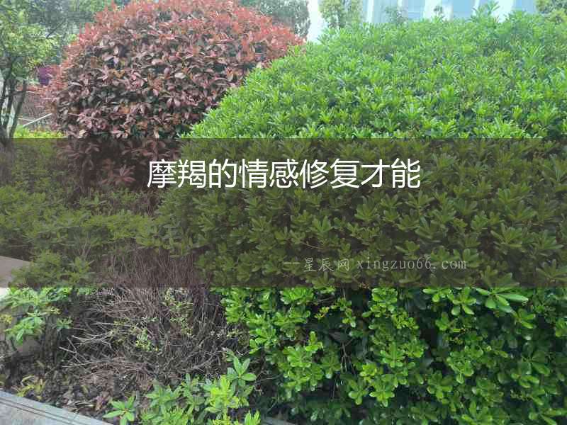 摩羯的情感修復才能