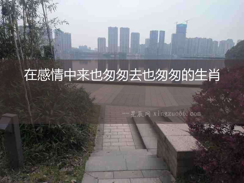 在感情中來(lái)也匆匆去也匆匆的生肖