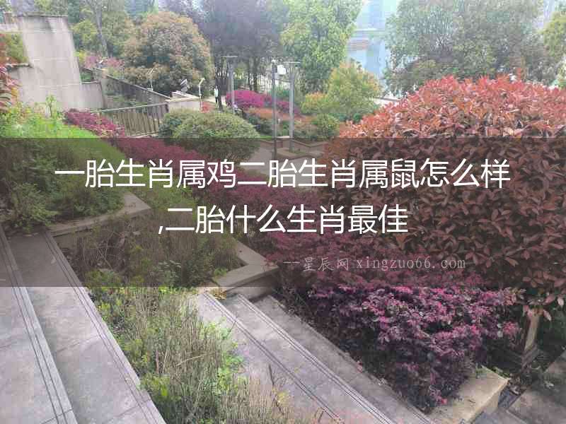一胎生肖屬雞二胎生肖屬鼠怎么樣,二胎什么生肖最佳