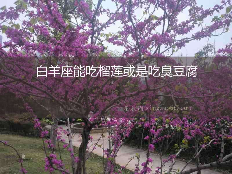 白羊座能吃榴蓮或是吃臭豆腐