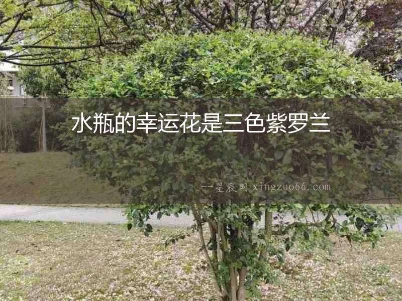水瓶的幸運花是三色紫羅蘭