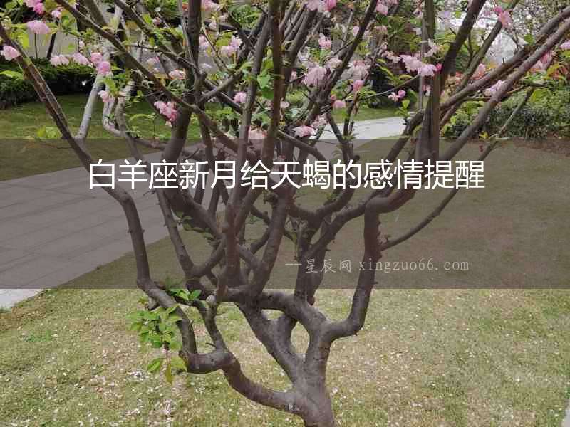 白羊座新月給天蝎的感情提醒