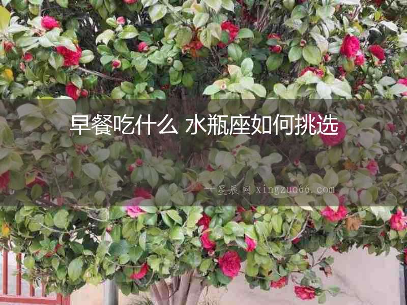 早餐吃什么 水瓶座如何挑選