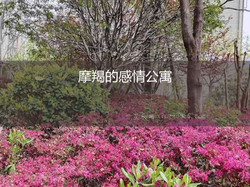摩羯的感情公寓