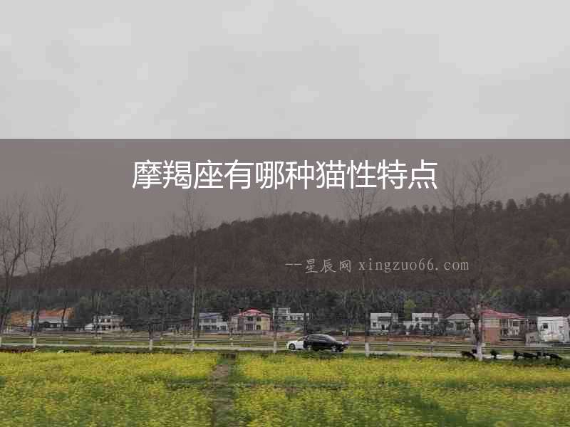 摩羯座有哪種貓性特點(diǎn)