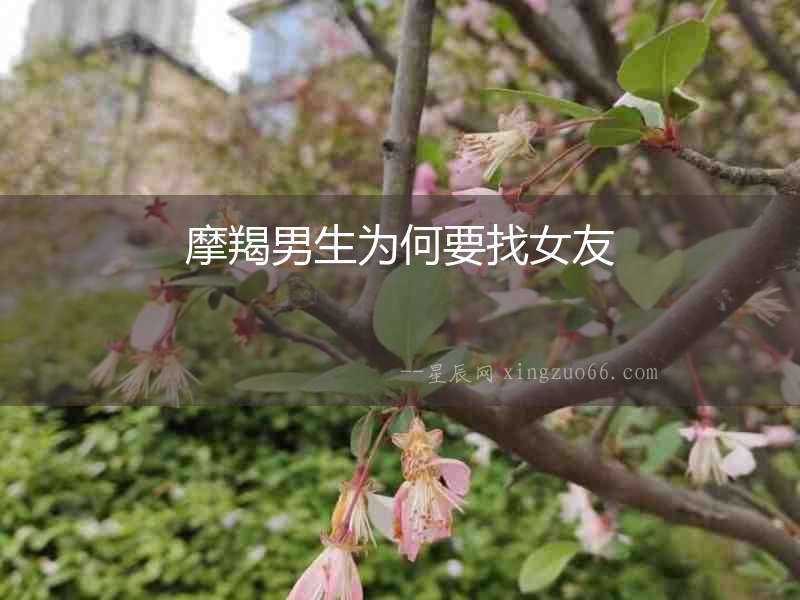 摩羯男生為何要找女友