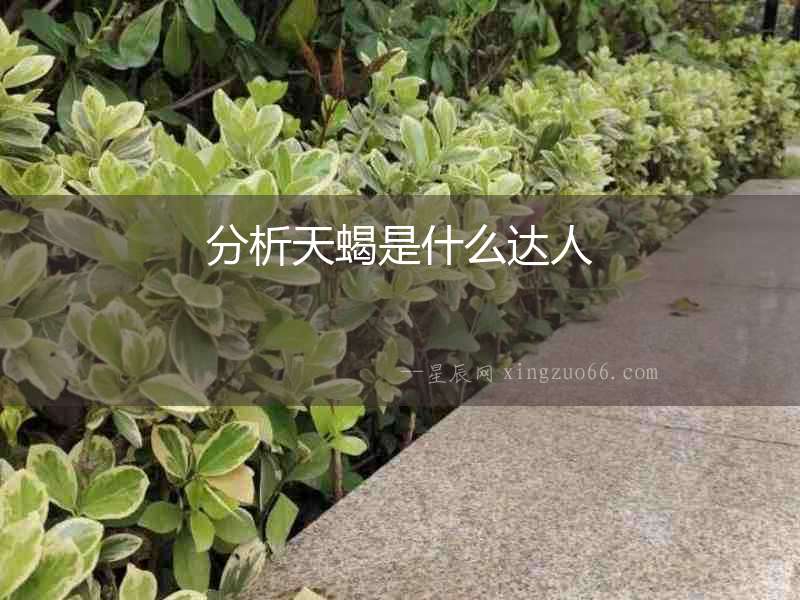 分析天蝎是什么達人