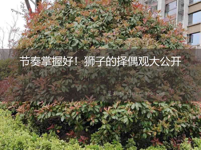 節奏掌握好！獅子的擇偶觀大公開