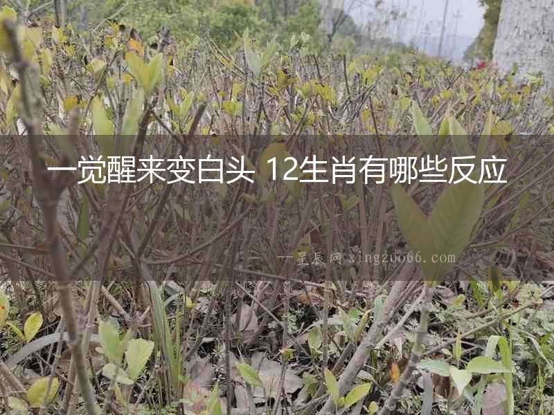 一覺(jué)醒來(lái)變白頭 12生肖有哪些反應(yīng)