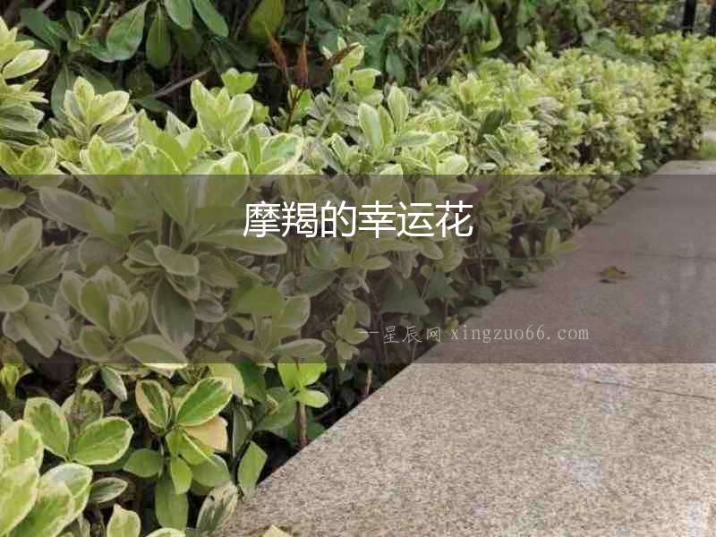 摩羯的幸運花