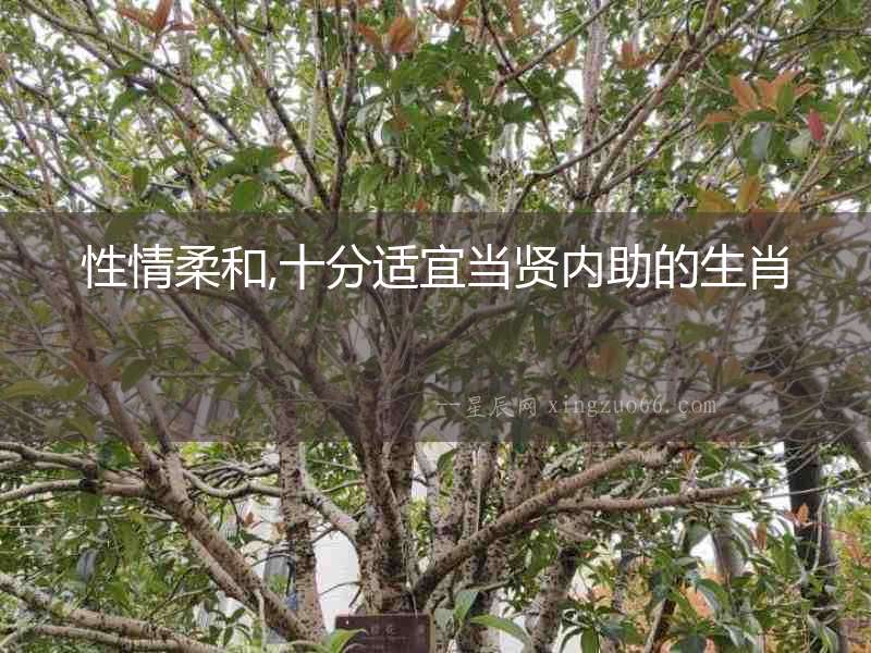 性情柔和,十分適宜當賢內助的生肖