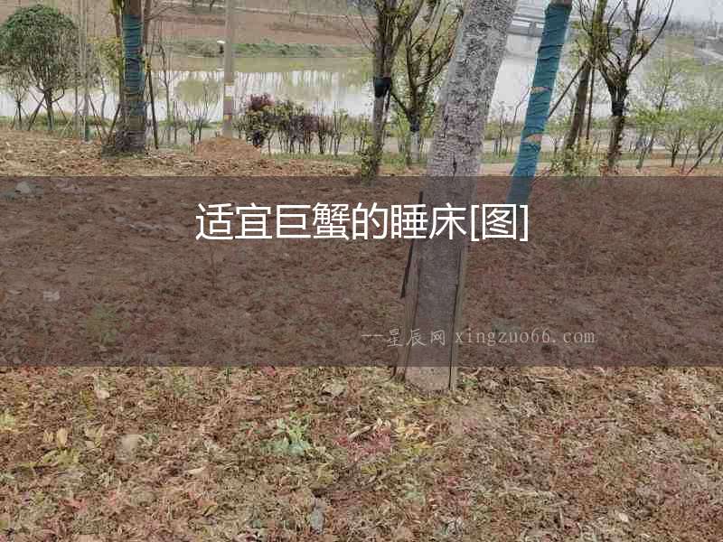 適宜巨蟹的睡床[圖]