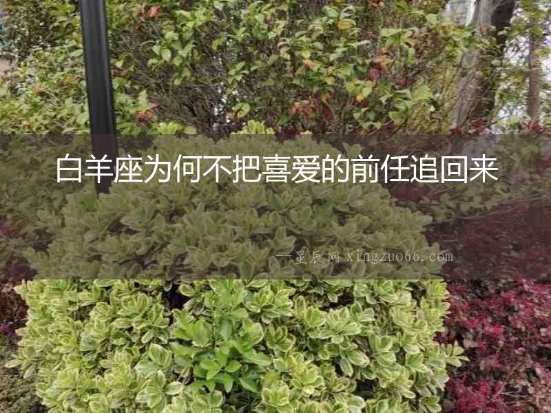 白羊座為何不把喜愛的前任追回來