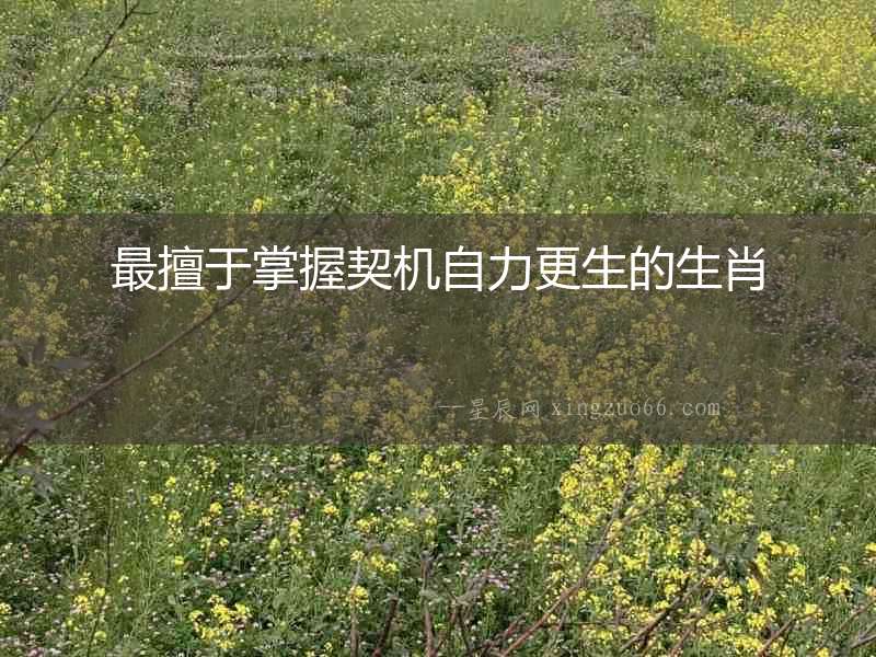 最擅于掌握契機(jī)自力更生的生肖