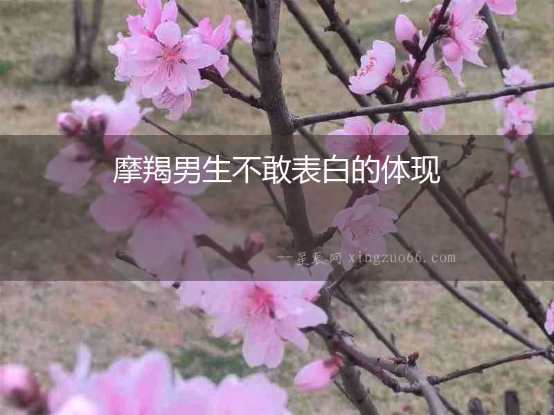 摩羯男生不敢表白的體現
