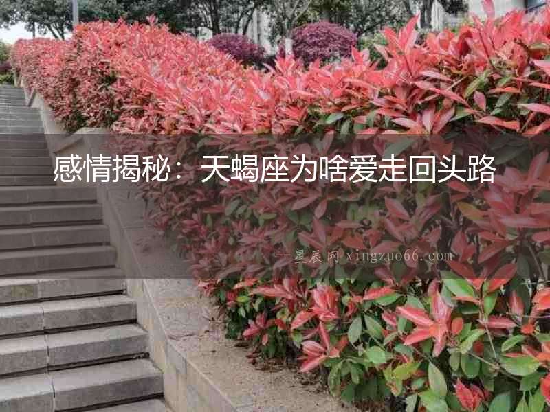 感情揭秘：天蝎座為啥愛走回頭路