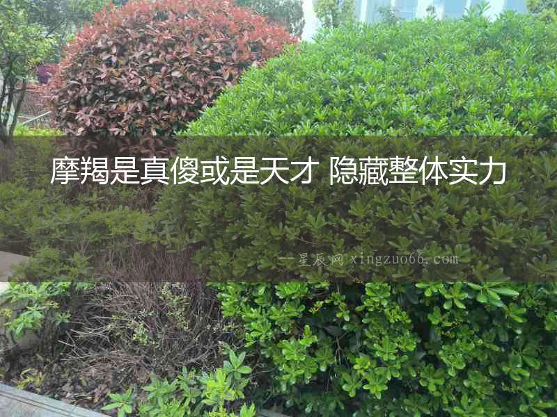 摩羯是真傻或是天才 隱藏整體實力