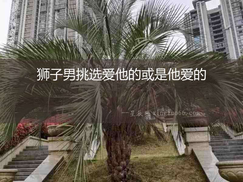 獅子男挑選愛他的或是他愛的