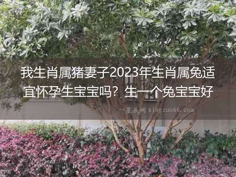 我生肖屬豬妻子2023年生肖屬兔適宜懷孕生寶寶嗎？生一個(gè)兔寶寶好不好？