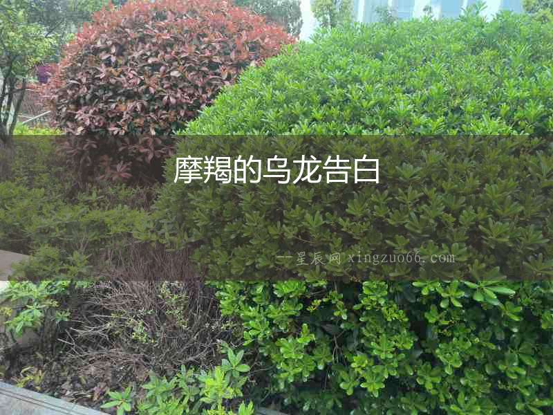 摩羯的烏龍告白