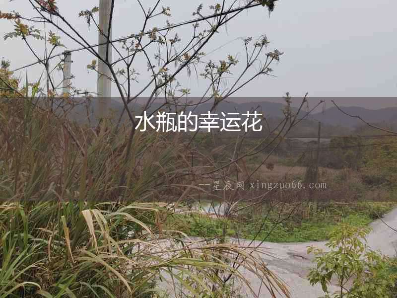 水瓶的幸運花
