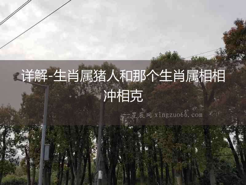 詳解-生肖屬豬人和那個生肖屬相相沖相克