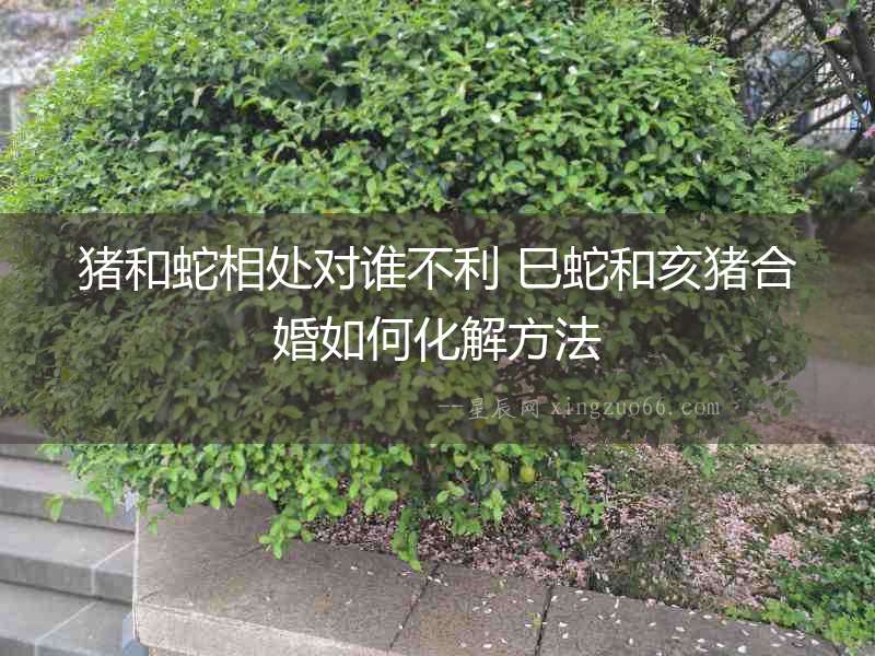 豬和蛇相處對誰不利 巳蛇和亥豬合婚如何化解方法