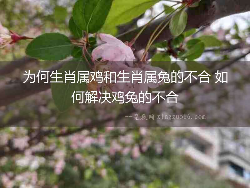 為何生肖屬雞和生肖屬兔的不合 如何解決雞兔的不合