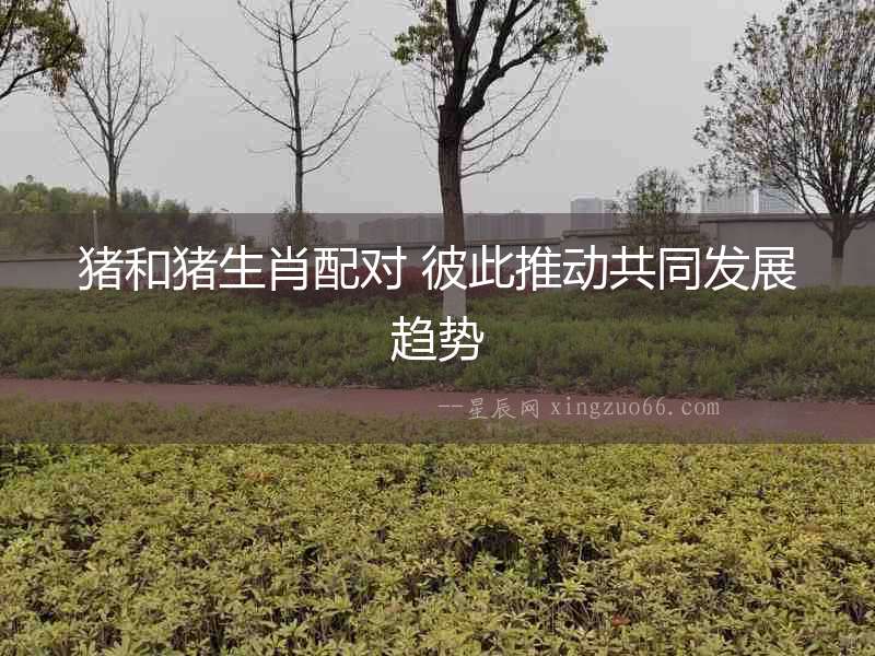 豬和豬生肖配對 彼此推動共同發展趨勢