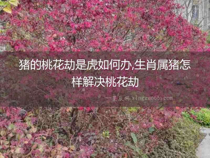豬的桃花劫是虎如何辦,生肖屬豬怎樣解決桃花劫