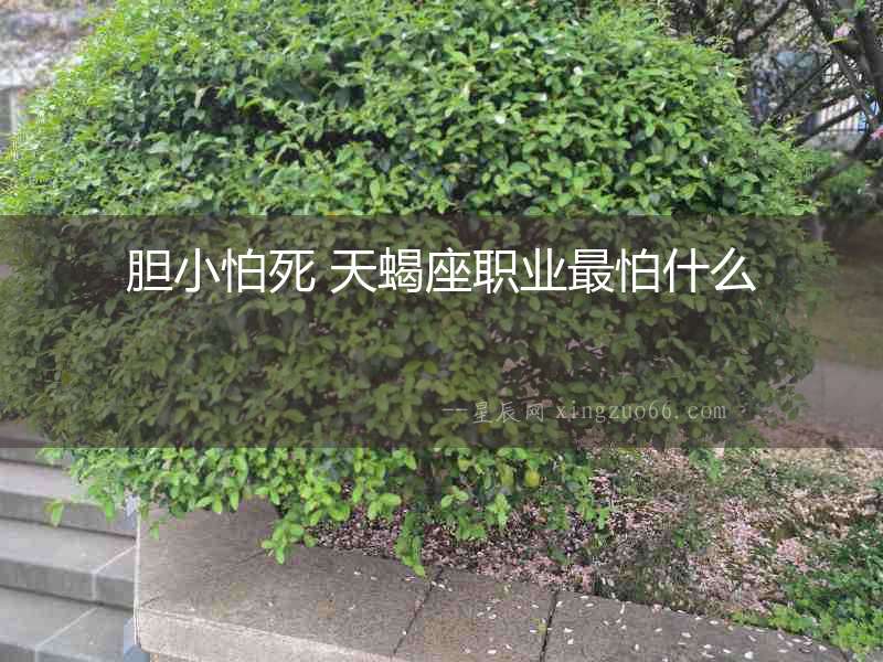 膽小怕死 天蝎座職業最怕什么