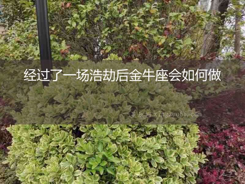 經過了一場浩劫后金牛座會如何做