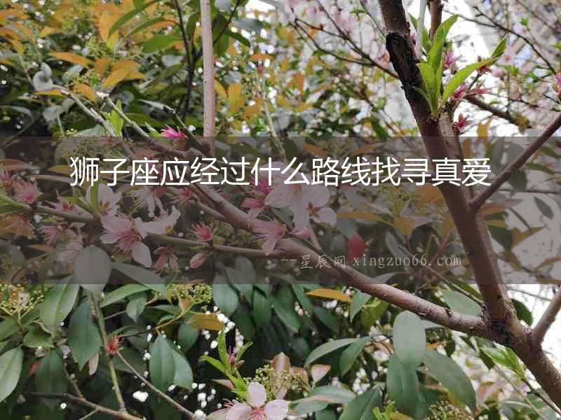 獅子座應經過什么路線找尋真愛