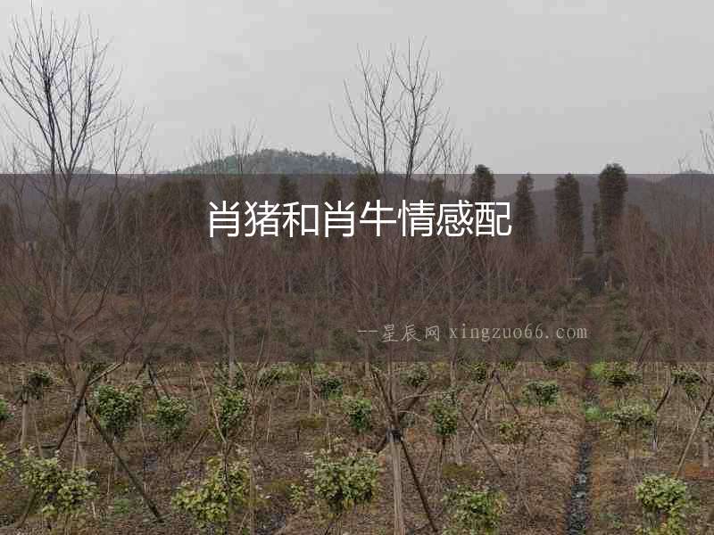 肖豬和肖牛情感配