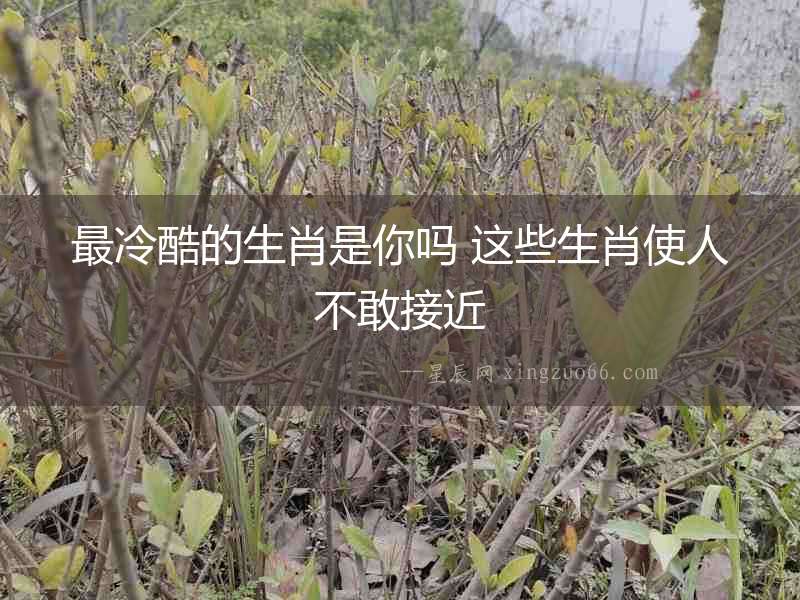 最冷酷的生肖是你嗎 這些生肖使人不敢接近