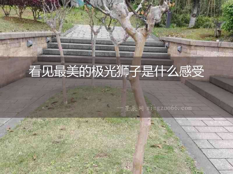 看見最美的極光獅子是什么感受