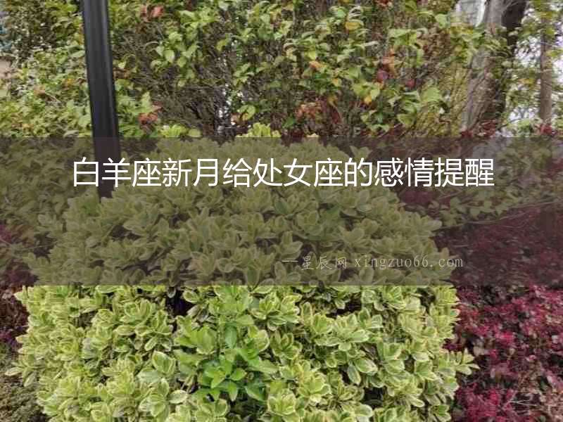 白羊座新月給處女座的感情提醒
