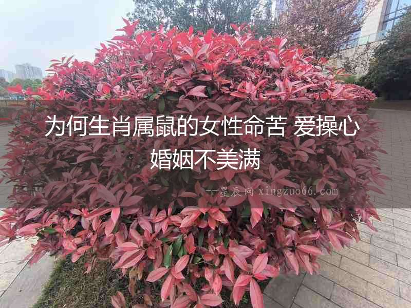 為何生肖屬鼠的女性命苦 愛操心 婚姻不美滿