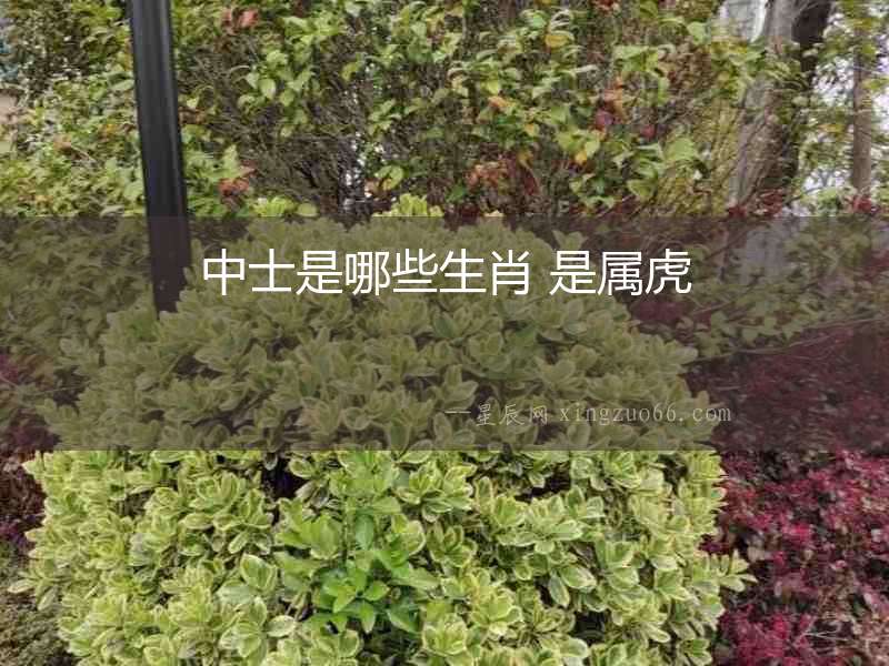中士是哪些生肖 是屬虎