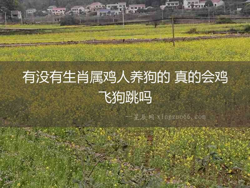有沒有生肖屬雞人養狗的 真的會雞飛狗跳嗎